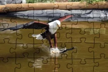 MARSU jigsaw puzzle