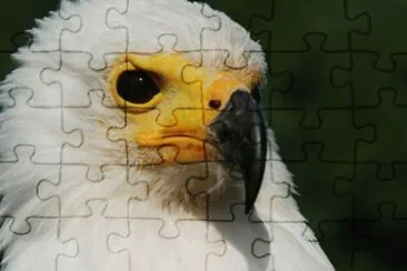 MARSU jigsaw puzzle