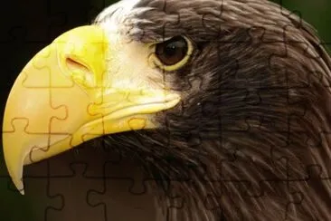 MARSU jigsaw puzzle