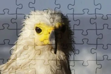 MARSU jigsaw puzzle
