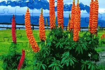 Flowers in Argentina