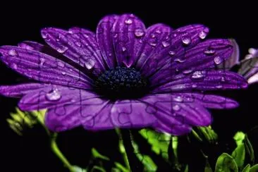 Purple Daisy jigsaw puzzle