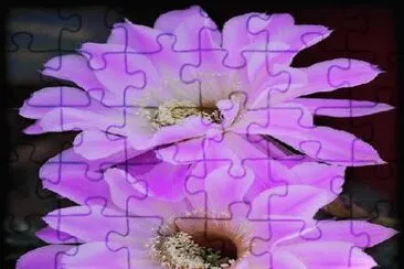 flores jigsaw puzzle