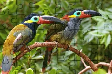 Toucans in Guyana