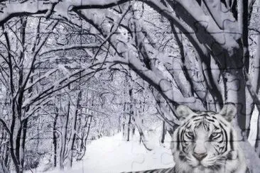 tigre blanc jigsaw puzzle