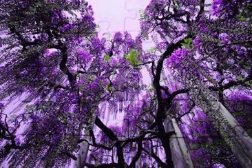 glycine