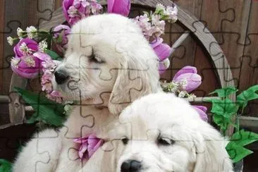 cÃ£ezinhos jigsaw puzzle