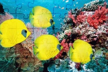 peixes jigsaw puzzle