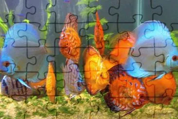 peixes jigsaw puzzle
