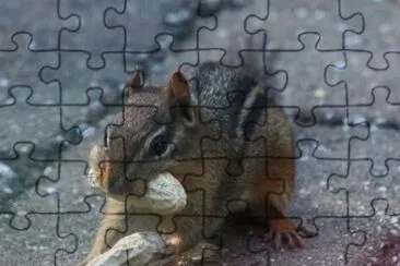 MARSU jigsaw puzzle