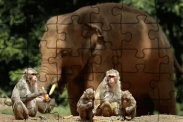 MARSU jigsaw puzzle
