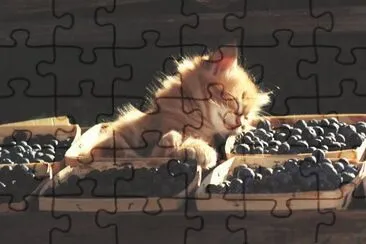 MARSU jigsaw puzzle