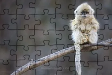 MARSU jigsaw puzzle