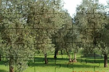 oliveto