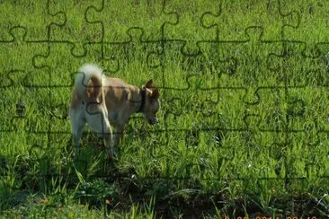 i miei cani