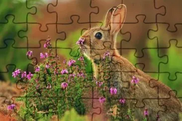 פאזל של :o