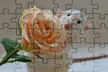 b jigsaw puzzle