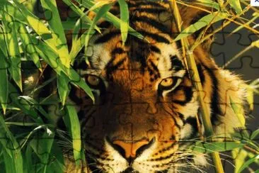 MARSU jigsaw puzzle