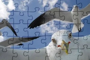 MARSU jigsaw puzzle
