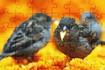 MARSU jigsaw puzzle