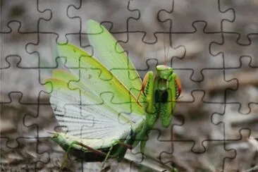 MARSU jigsaw puzzle