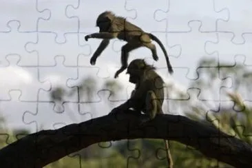 MARSU jigsaw puzzle
