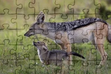 MARSU jigsaw puzzle