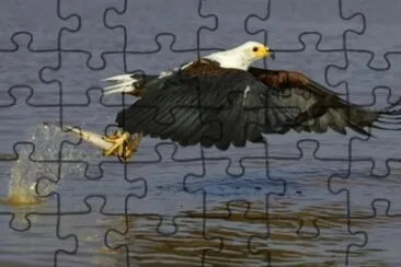 MARSU jigsaw puzzle