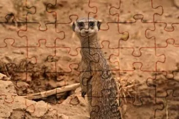 פאזל של MARSU