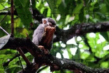 MARSU jigsaw puzzle