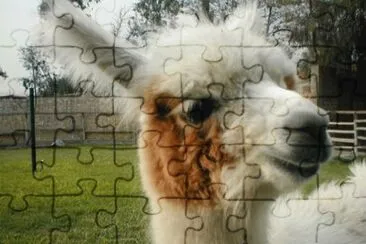 MARSU jigsaw puzzle