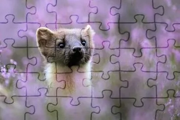 MARSU jigsaw puzzle