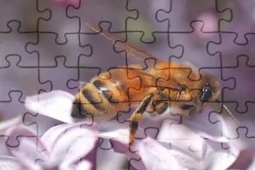 MARSU jigsaw puzzle