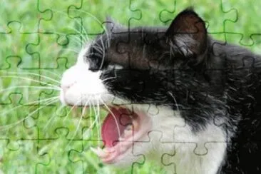 MARSU jigsaw puzzle