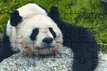 MARSU jigsaw puzzle