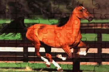 MARSU jigsaw puzzle