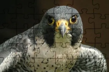 MARSU jigsaw puzzle