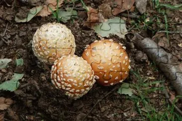 Three fungi jigsaw puzzle