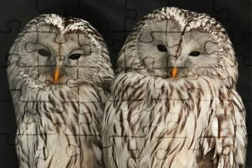 Mr and Mrs Owl jigsaw puzzle