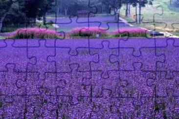 Lavender Park-Numata Gunma Japan jigsaw puzzle