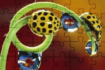 Yellow Ladybirds