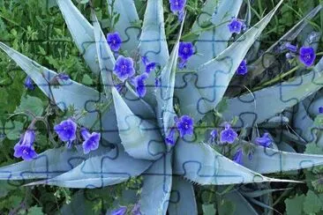 Desert Bluebells