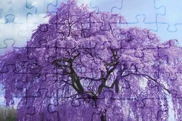 arbre