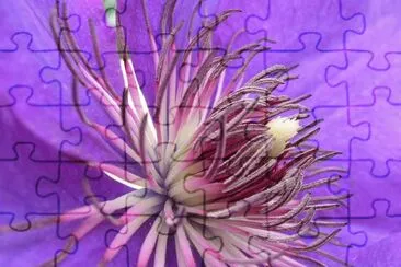 Flower jigsaw puzzle