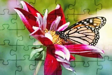 פאזל של Mariposa en flor