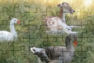 MARSU jigsaw puzzle