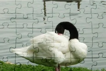 MARSU jigsaw puzzle