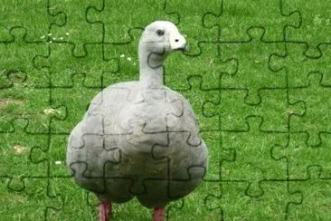 MARSU jigsaw puzzle