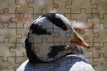 MARSU jigsaw puzzle
