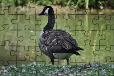 MARSU jigsaw puzzle